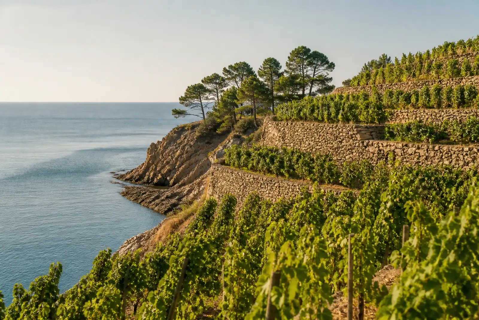 Terraced vines a few metres from the sea at Cap de Creus