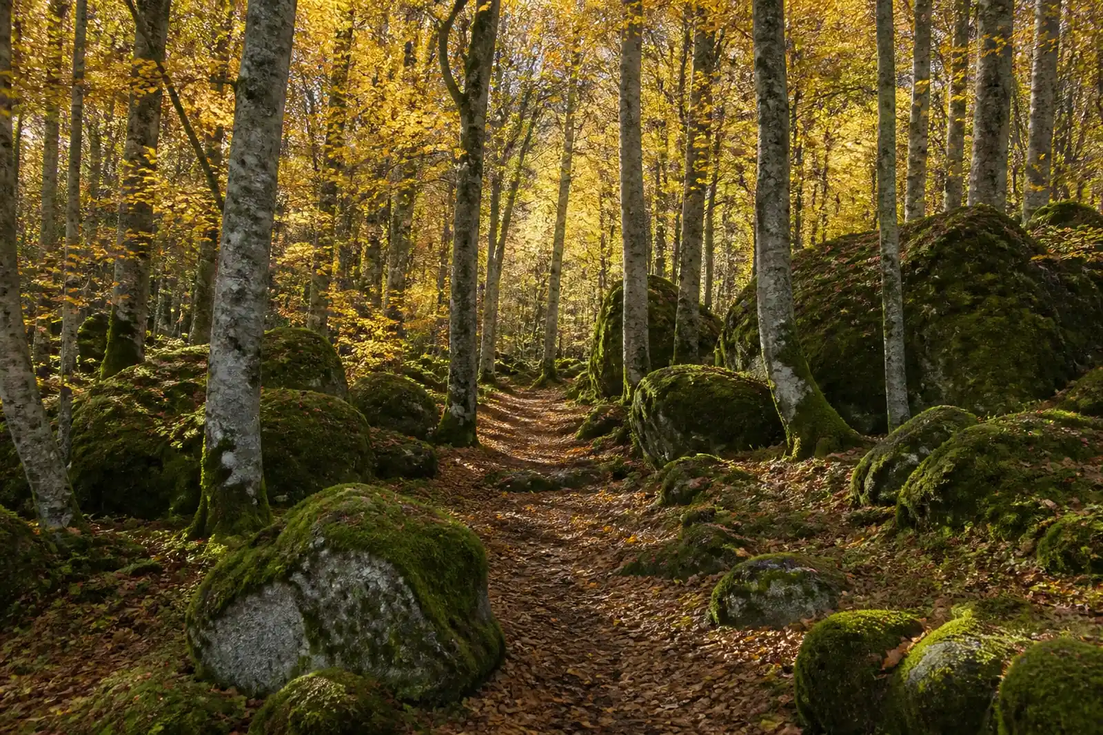 Path through the beech wood growing on the lava flow of the Fageda d'en Jordà