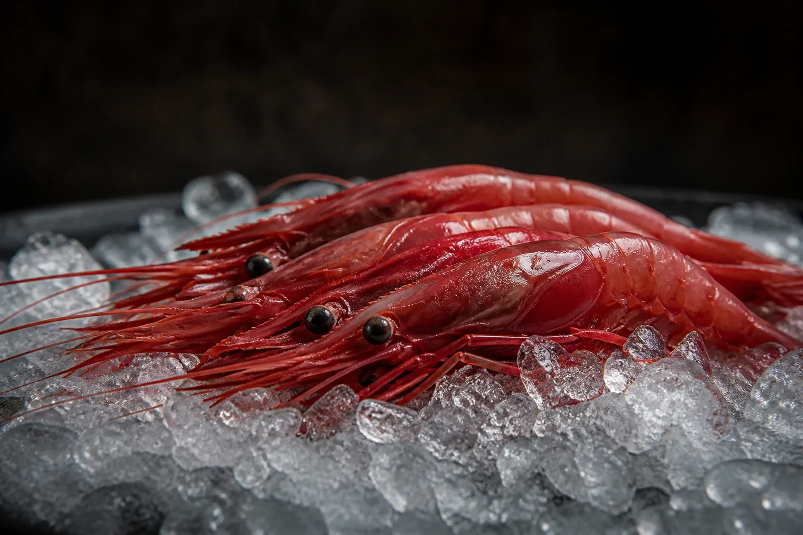 Whole Palamós red prawn on ice, its shell glistening